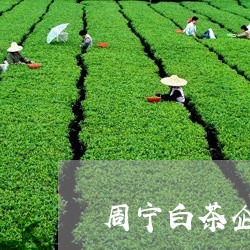 周宁白茶企业排名榜/2023121869362