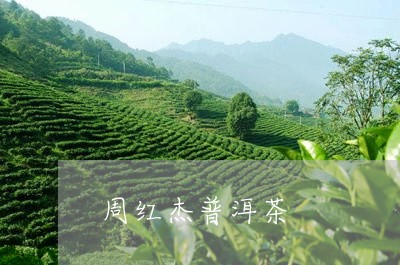 周红杰普洱茶/2023042984882