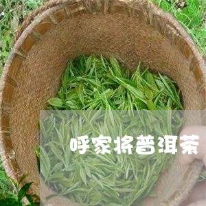 呼家将普洱茶/2023042828958