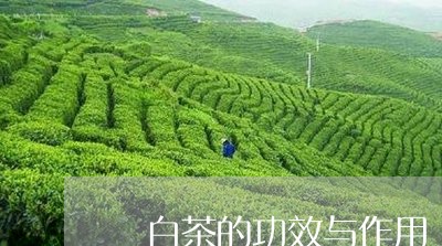 咁白茶的功效与作用/2023071686279