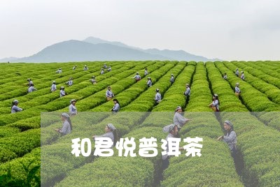 和君悦普洱茶/2023110362827