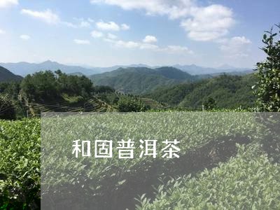 和固普洱茶/2023082604059