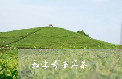 和字号普洱茶/2023042618857