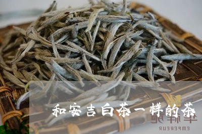 和安吉白茶一样的茶/2023071682725