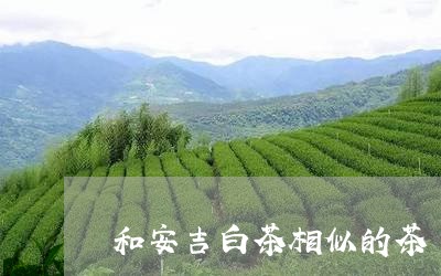 和安吉白茶相似的茶/2023081364057