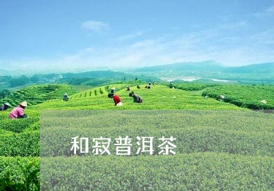 和寂普洱茶/2023090684828