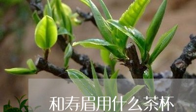 和寿眉用什么茶杯/2023061441958