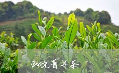 和悦普洱茶/2023090585727