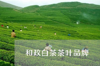 和政白茶茶叶品牌/2023061492705