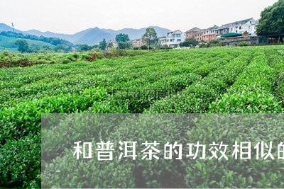 和普洱茶的功效相似的茶/2023102501707