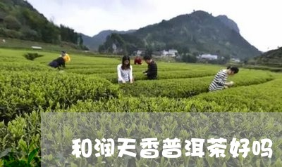 和润天香普洱茶好吗/2023112724261