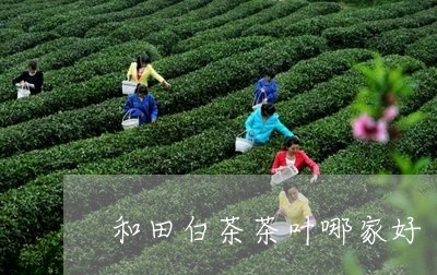 和田白茶茶叶哪家好/2023071654759