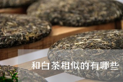 和白茶相似的有哪些/2023121883704