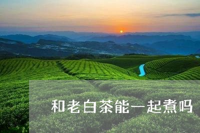 和老白茶能一起煮吗/2023093055157