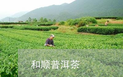 和顺普洱茶/2023090617384