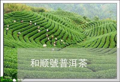 和顺號普洱茶/2023042744360