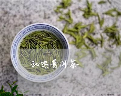 和鸣普洱茶/2023090568274