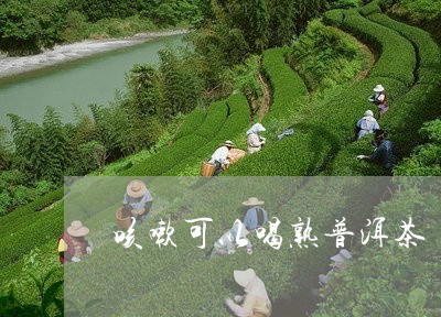 咳嗽可以喝熟普洱茶/2023071165139