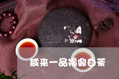 咸来一品福鼎白茶/2023061653915