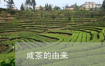 咸茶的由来/2023090264028