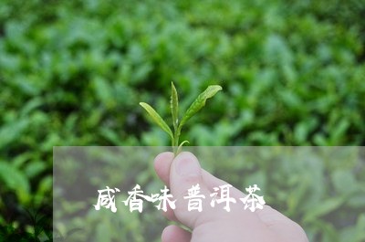 咸香味普洱茶/2023110506957