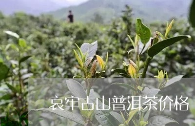 哀牢古山普洱茶价格/2023121584916