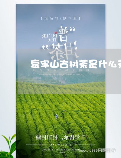 哀牢山古树茶是什么茶/2023071619492