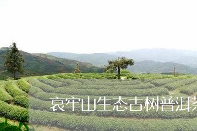 哀牢山生态古树普洱茶/2023061618482