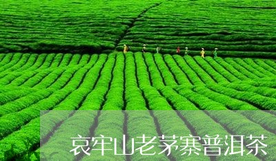 哀牢山老茅寨普洱茶/2023070947373