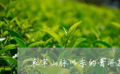 哀牢山脉以东的普洱茶/2023062333068