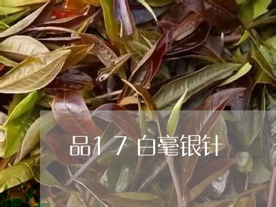 品17白毫银针/2023112491525