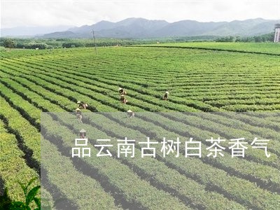 品云南古树白茶香气/2023081326370