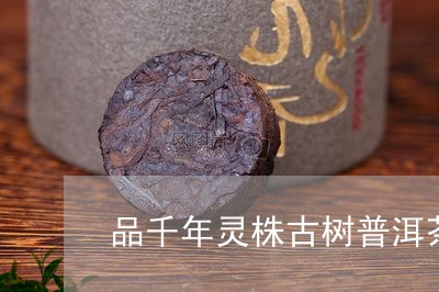 品千年灵株古树普洱茶/2023092514158