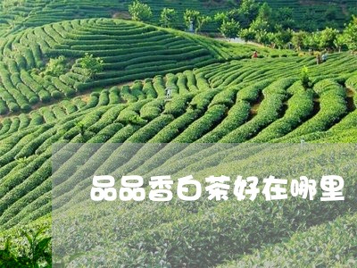 品品香白茶好在哪里/2023121837358