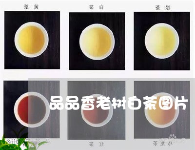 品品香老树白茶图片/2023071676928