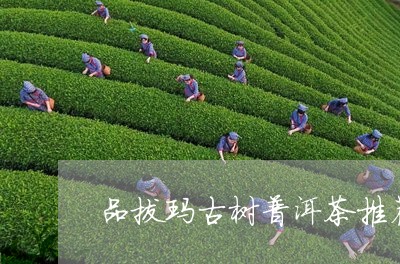 品拔玛古树普洱茶推荐/2023092793959