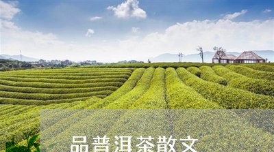 品普洱茶散文/2023042724810