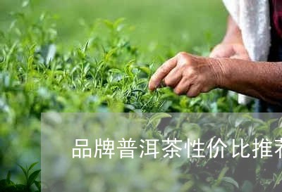 品牌普洱茶性价比推荐一下/2023110439582