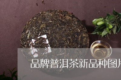 品牌普洱茶新品种图片/2023110385935