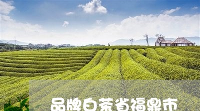 品牌白茶省福鼎市/2023061684948