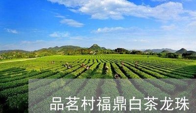 品茗村福鼎白茶龙珠/2023082618461