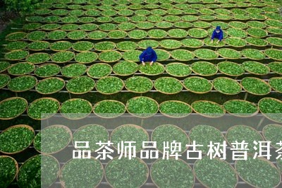 品茶师品牌古树普洱茶/2023121599260