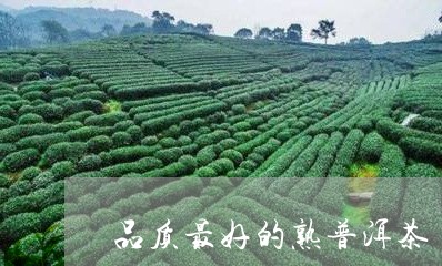 品质最好的熟普洱茶/2023120568409