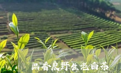 品香泉野生老白茶/2023061675140