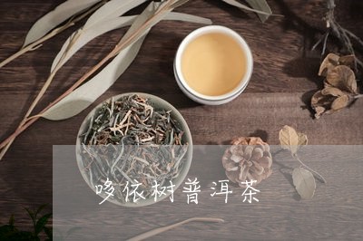 哆依树普洱茶/2023042912047