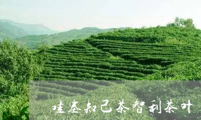 哇塞知己茶智利茶叶/2023042501724