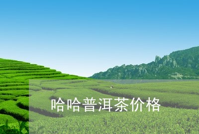 哈哈普洱茶价格/2023081814046