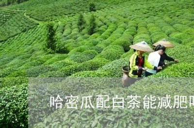 哈密瓜配白茶能减肥吗/2023092852604