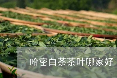 哈密白茶茶叶哪家好/2023121815826