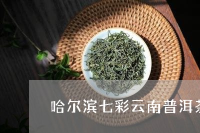 哈尔滨七彩云南普洱茶/2023093085936